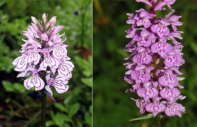 Орхідея садова (пальчатокорінник)