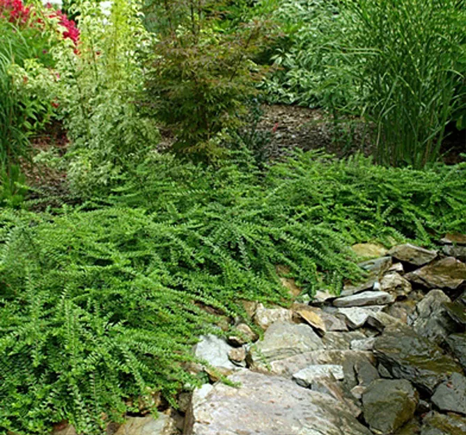 Жимолость шапкова (лат. Lonicera pilata)