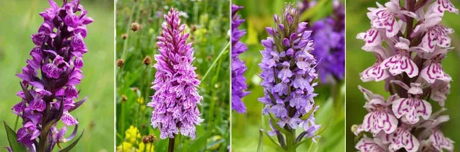 Орхідея садова (пальчатокорінник)