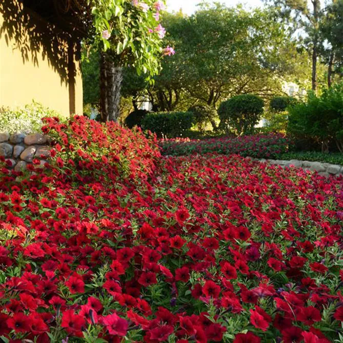 Петунія Тайдал