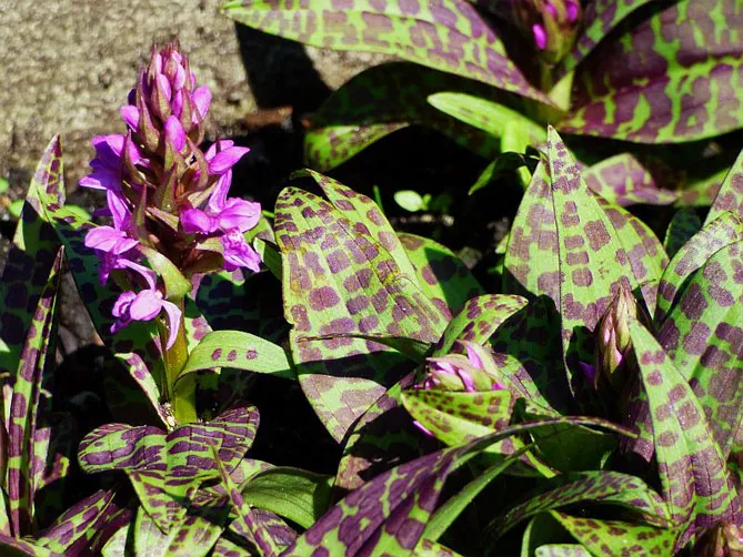 Орхідея садова (пальчатокорінник)