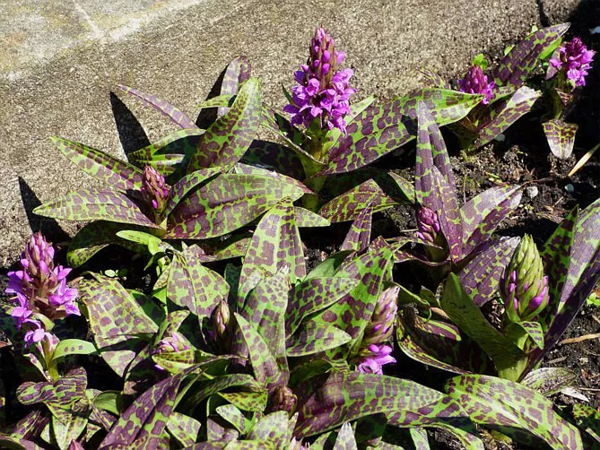 Орхідея садова (пальчатокорінник)