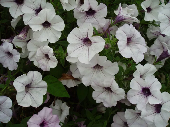 Петунія Тайдал