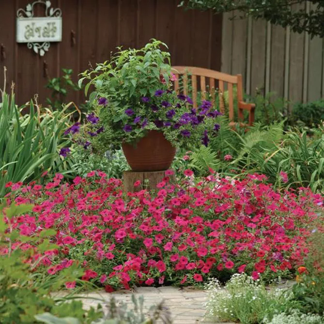 Петунія Тайдал