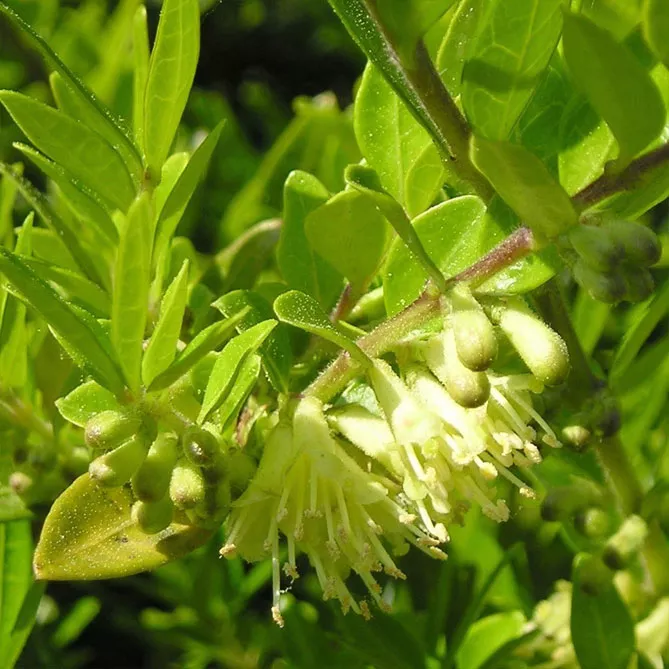 Жимолость шапкова (лат. Lonicera pilata)