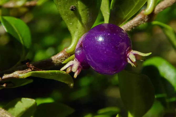 Жимолость шапкова (лат. Lonicera pilata)