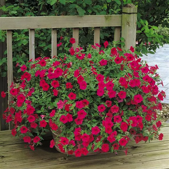 Петунія Тайдал