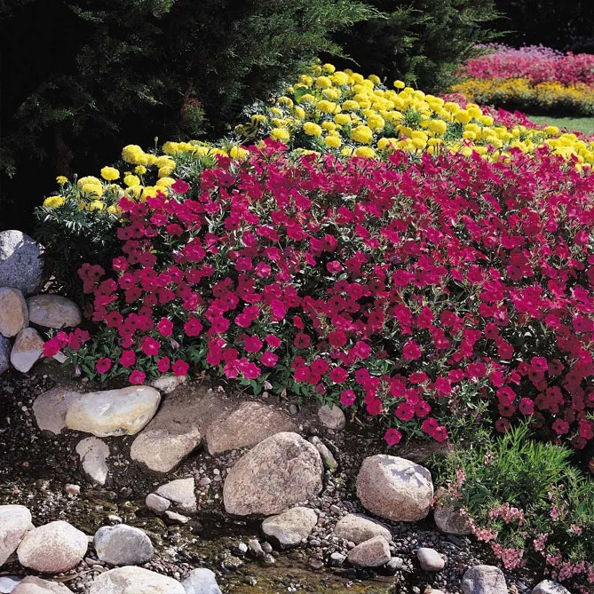 Петунія Тайдал