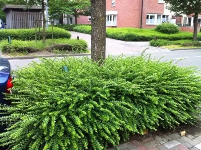 Жимолость шапкова (лат. Lonicera pilata)