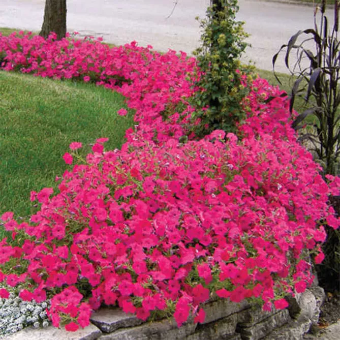 Петунія Тайдал