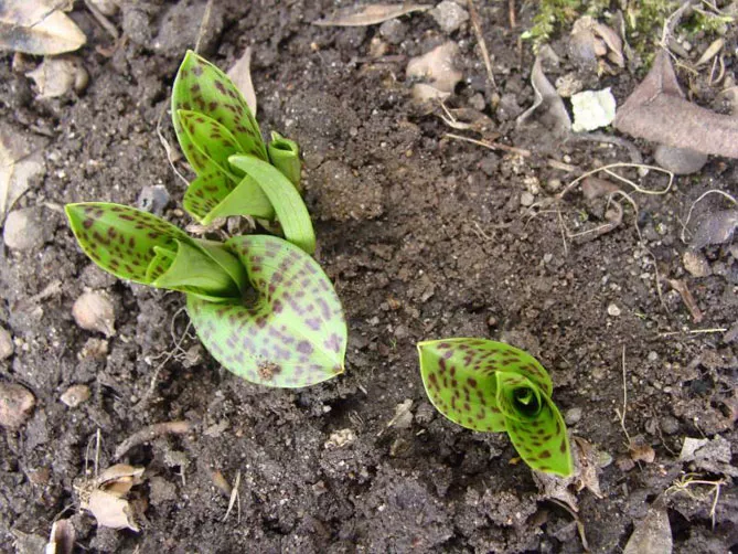 Орхідея садова (пальчатокорінник)