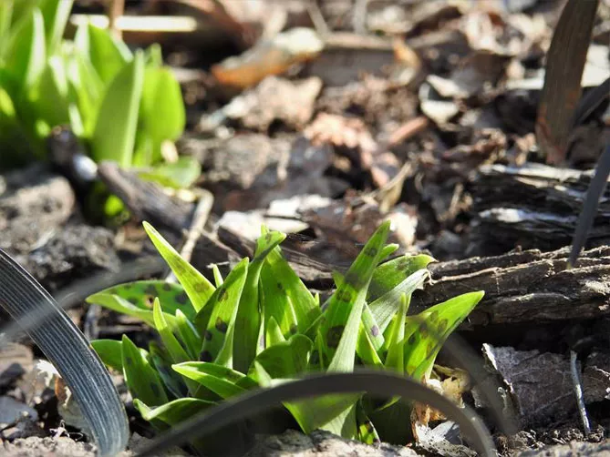 Орхідея садова (пальчатокорінник)