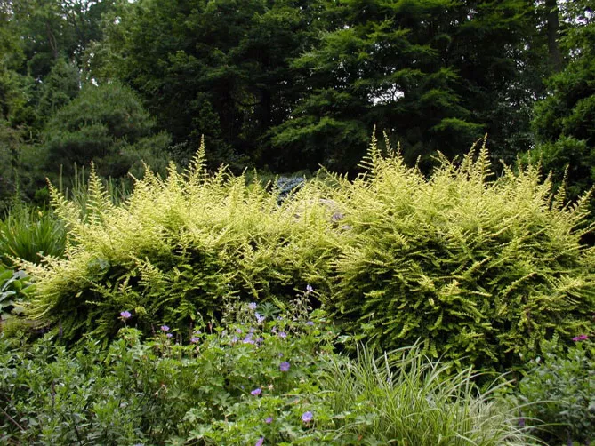 Жимолость шапкова (лат. Lonicera pilata)
