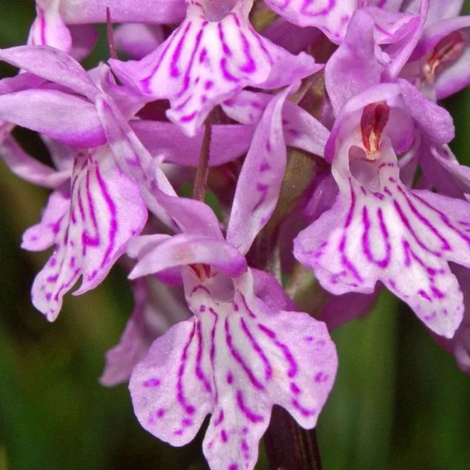 Орхідея садова (пальчатокорінник)