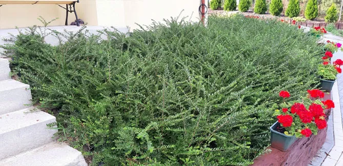 Жимолость шапкова (лат. Lonicera pilata)