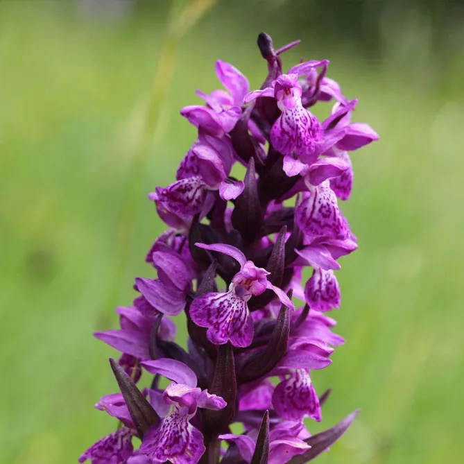 Орхідея садова (пальчатокорінник)