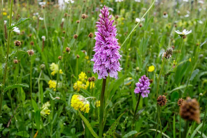 Орхідея садова (пальчатокорінник)