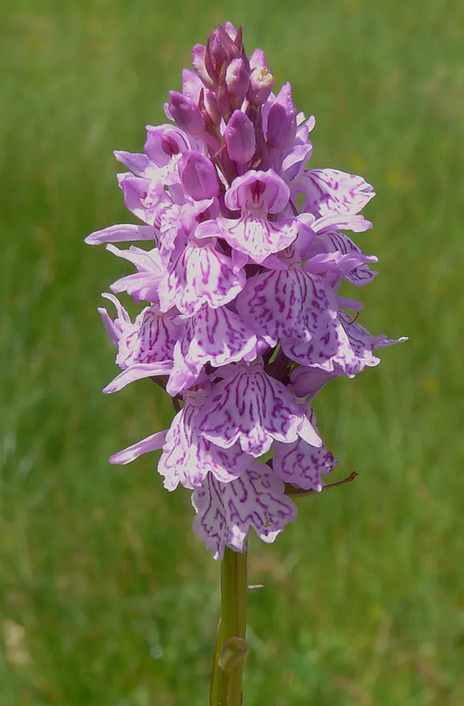 Орхідея садова (пальчатокорінник)