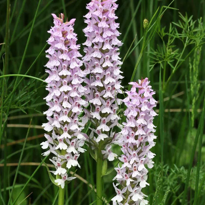 Орхідея садова (пальчатокорінник)