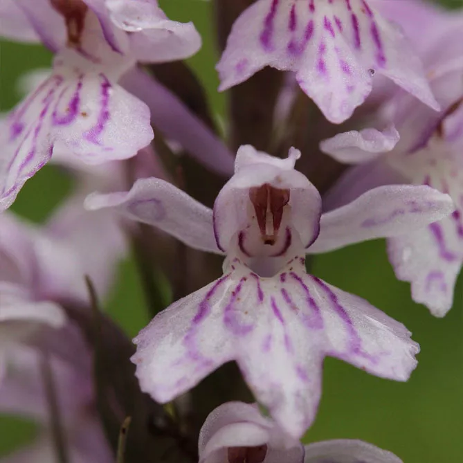 Орхідея садова (пальчатокорінник)
