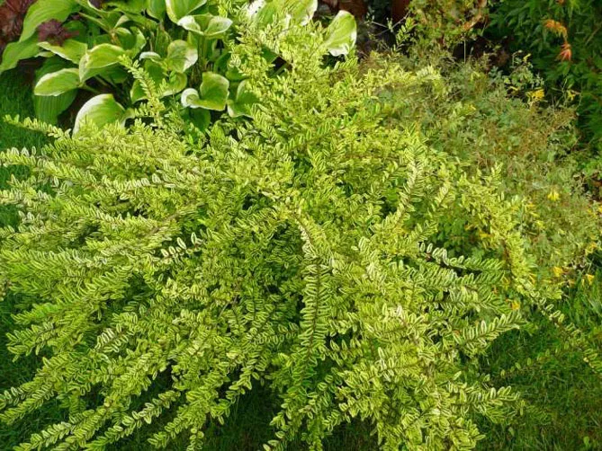 Жимолость шапкова (лат. Lonicera pilata)