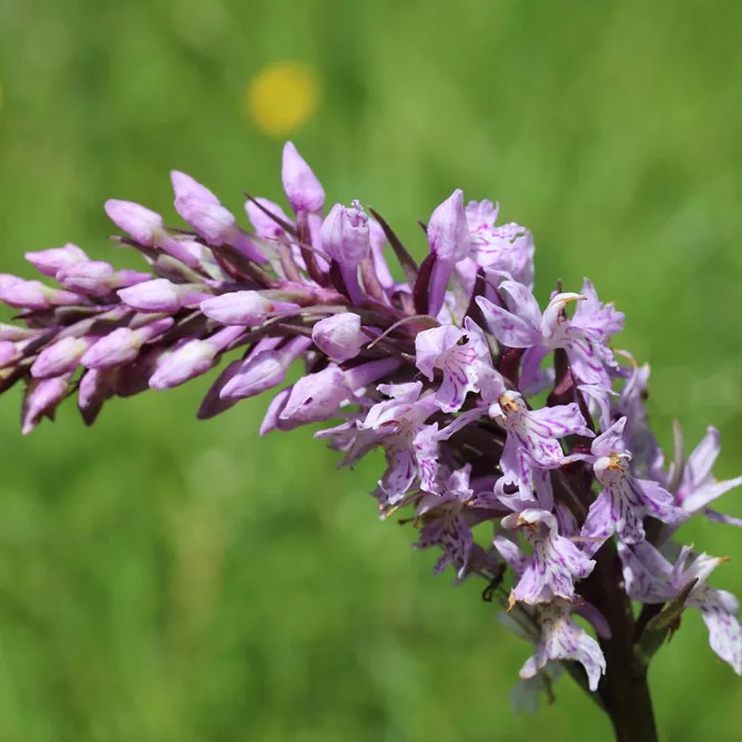 Орхідея садова (пальчатокорінник)