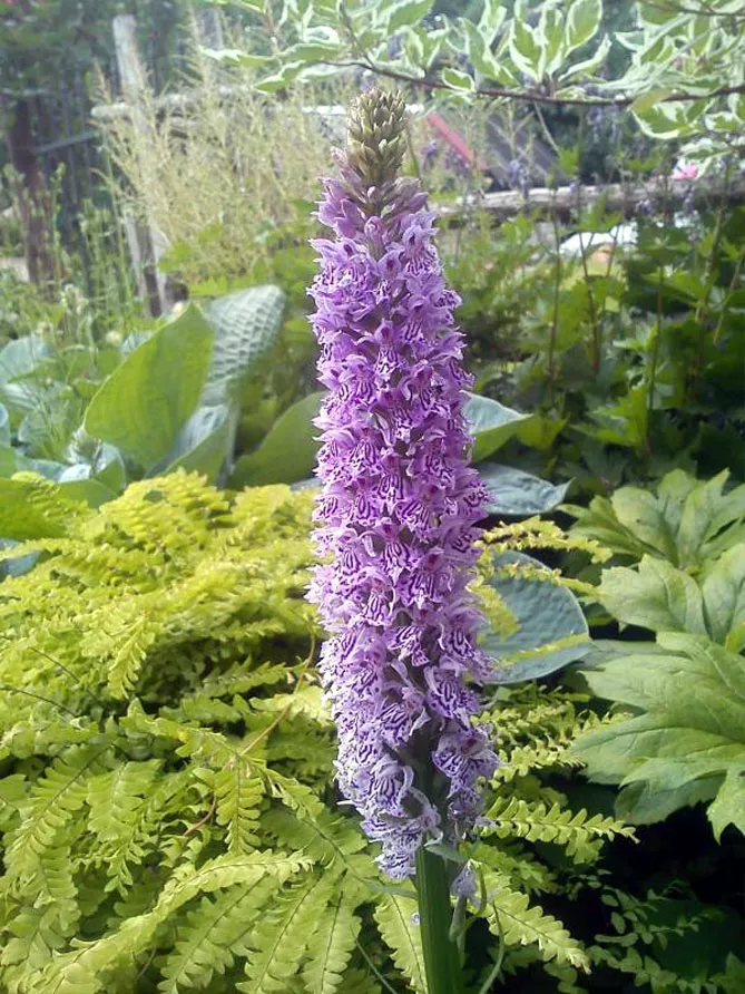 Орхідея садова (пальчатокорінник)