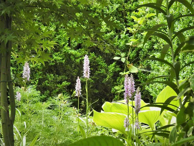 Орхідея садова (пальчатокорінник)