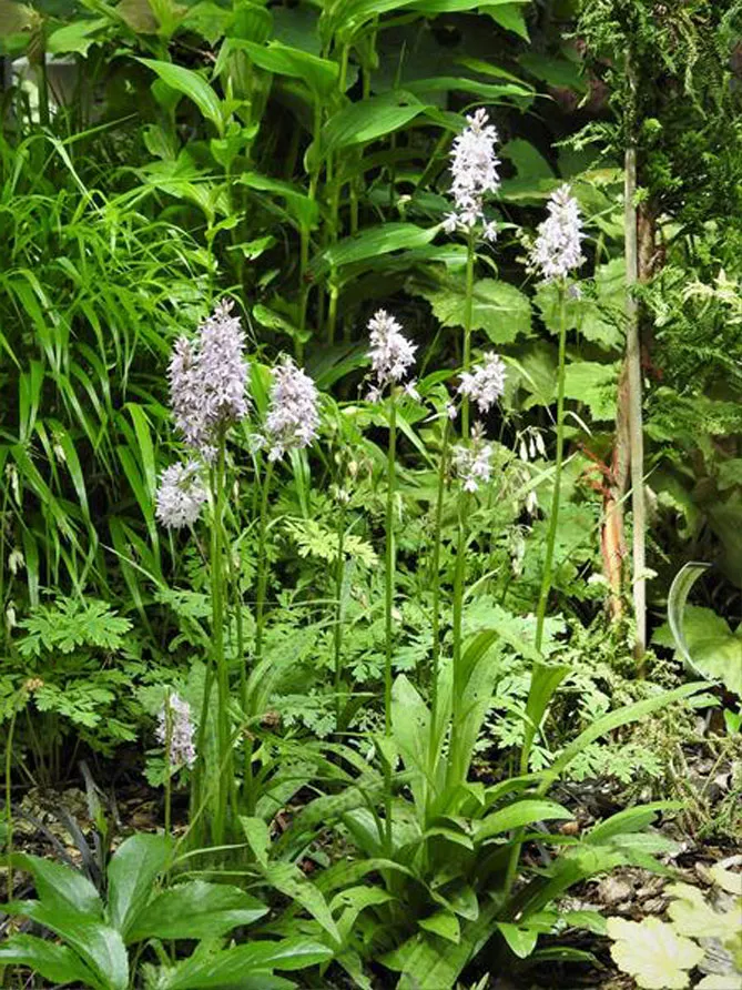 Орхідея садова (пальчатокорінник)