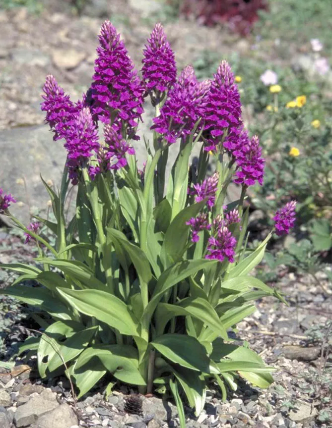 Орхідея садова (пальчатокорінник)