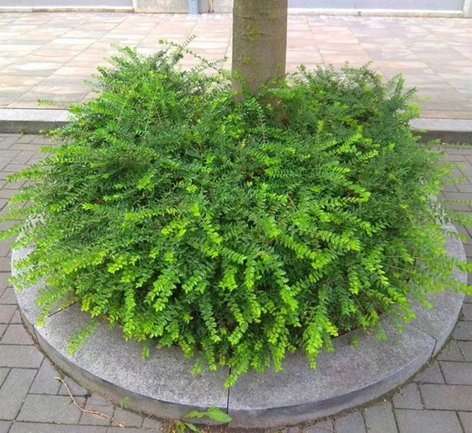 Жимолость шапкова (лат. Lonicera pilata)