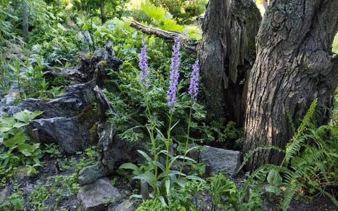 Орхідея садова (пальчатокорінник)