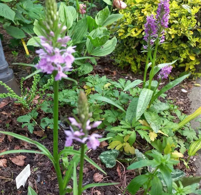 Орхідея садова (пальчатокорінник)