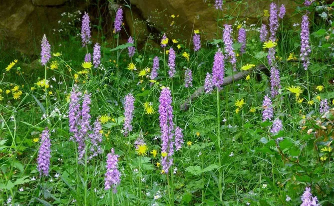 Орхідея садова (пальчатокорінник)