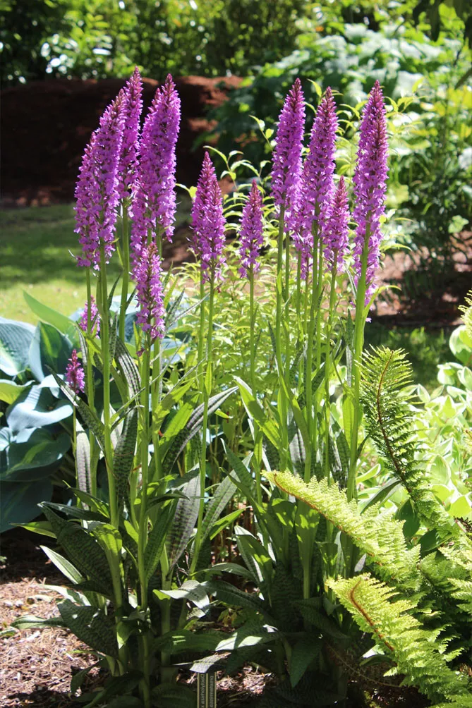 Орхідея садова (пальчатокорінник)