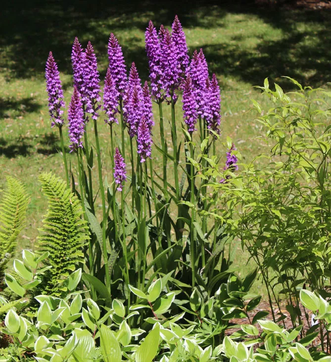 Орхідея садова (пальчатокорінник)