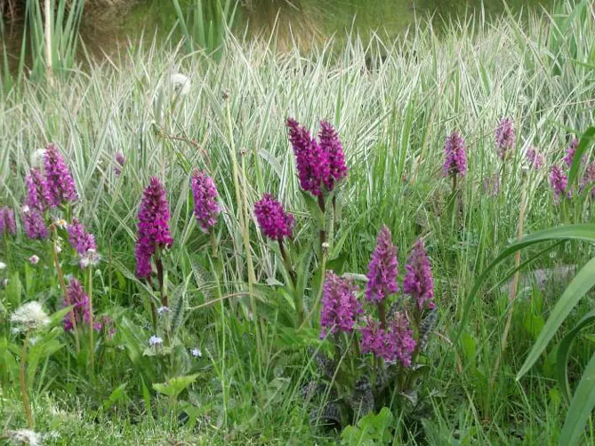 Орхідея садова (пальчатокорінник)