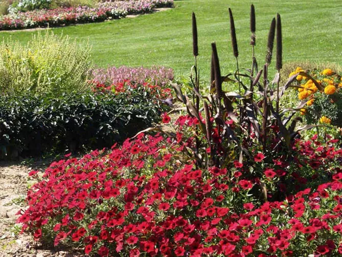 Петунія Тайдал